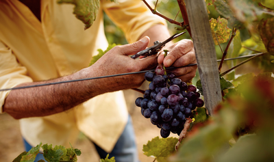 A Taste of Harvest Season