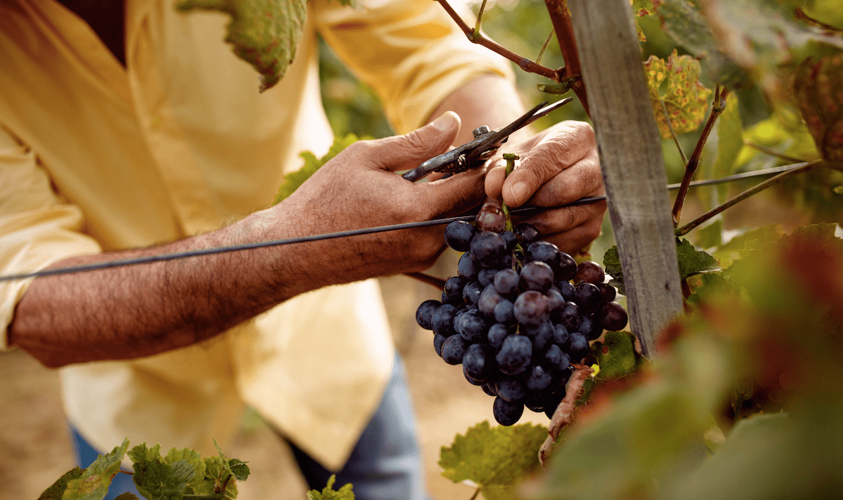 A Taste of Harvest Season - Friarwood Wines & Spirits