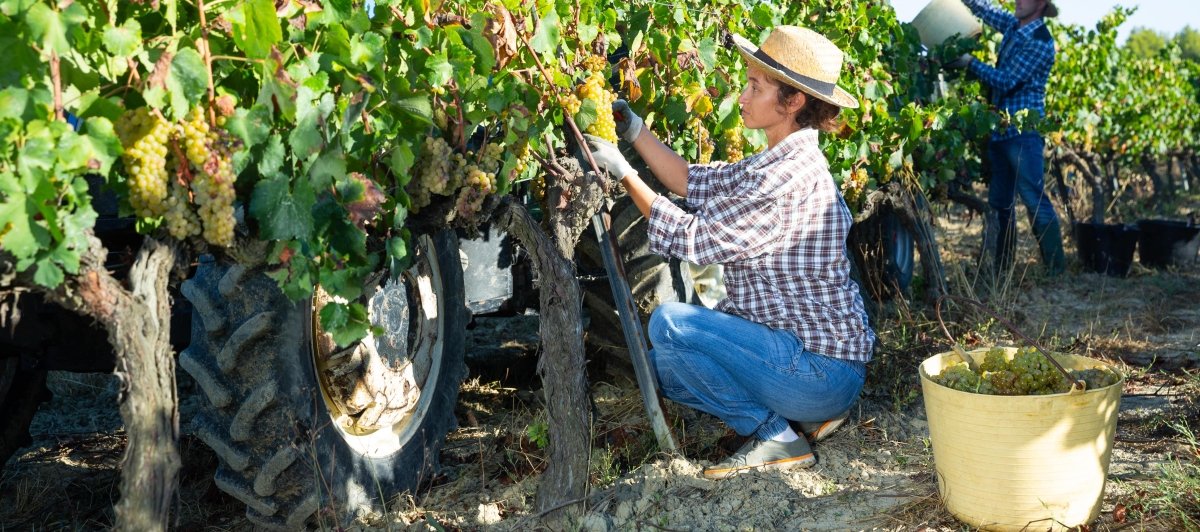 Celebrating Women in Wine: International Women's Day 2024 - Friarwood Wines & Spirits