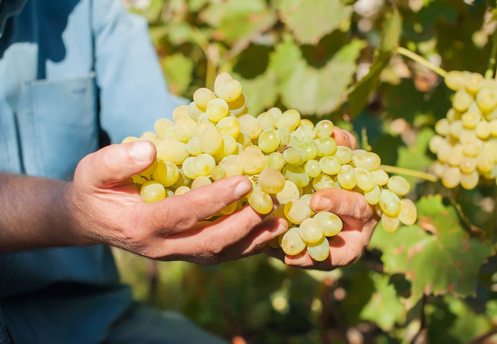 Chardonnay vs. Sauvignon Blanc: Which White Wine is Right for You? - Friarwood Wines & Spirits