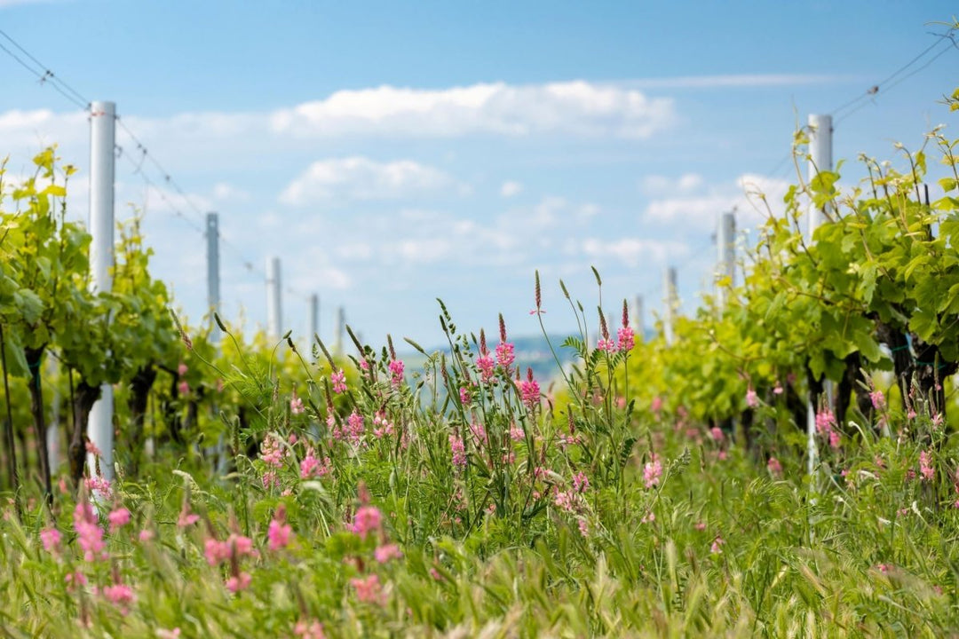 Defining Organic, Biodynamic & Natural Wine - Friarwood Wines & Spirits