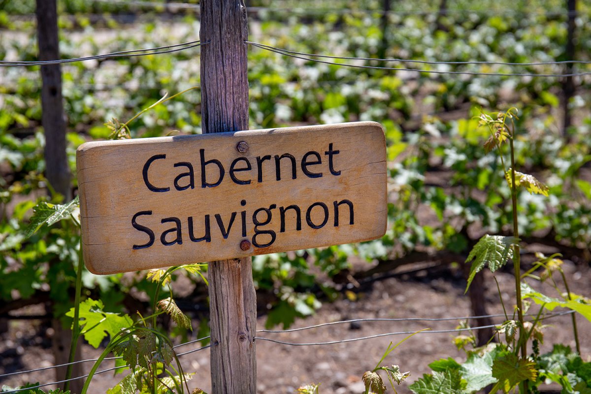 Discovering the World of Cabernet Sauvignon: A Guide & Friarwood’s Top Picks - Friarwood Wines & Spirits