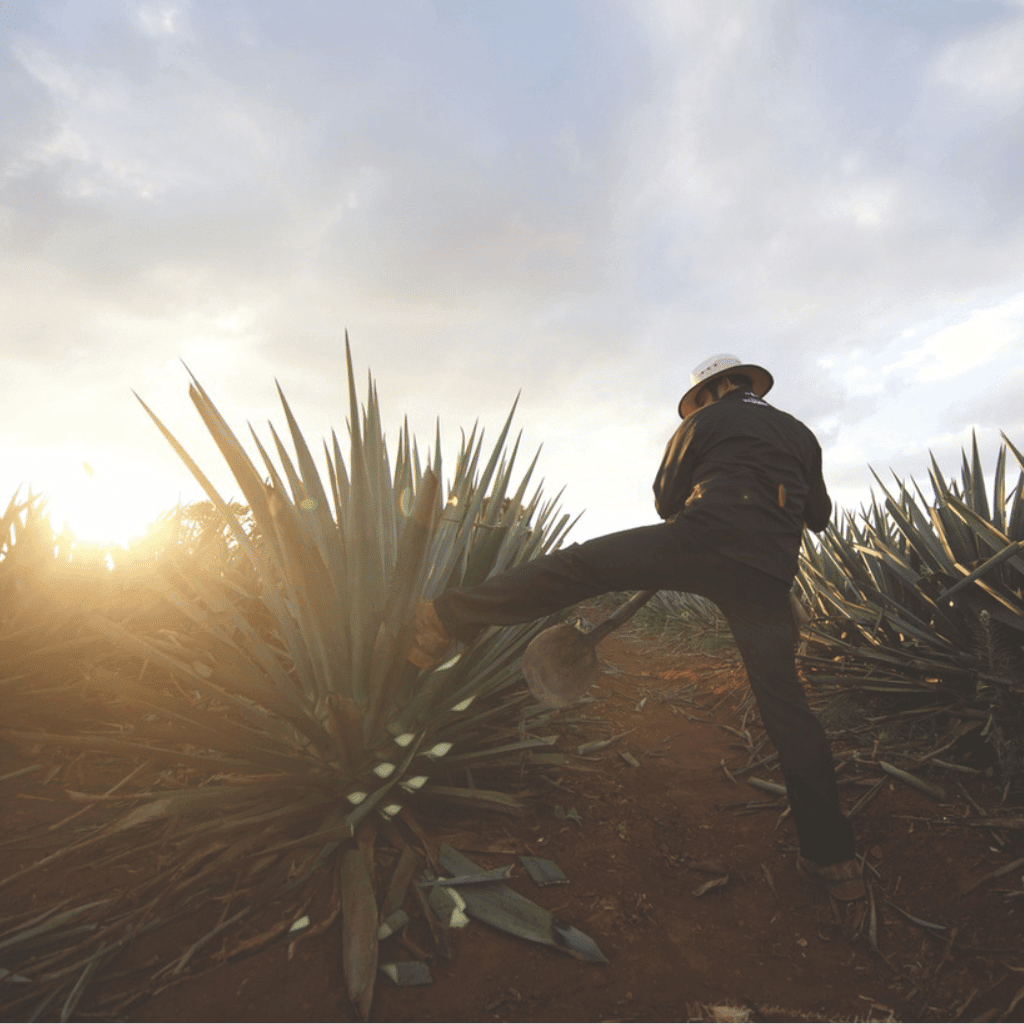 Elevate Your Cinco de Mayo with These Exceptional Tequila Tromba Cocktails - Friarwood Wines & Spirits