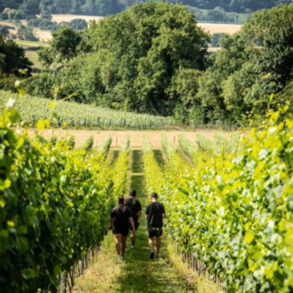 English Wine Week 2025: Friarwood Spotlights Roebuck Estates - Friarwood Wines & Spirits
