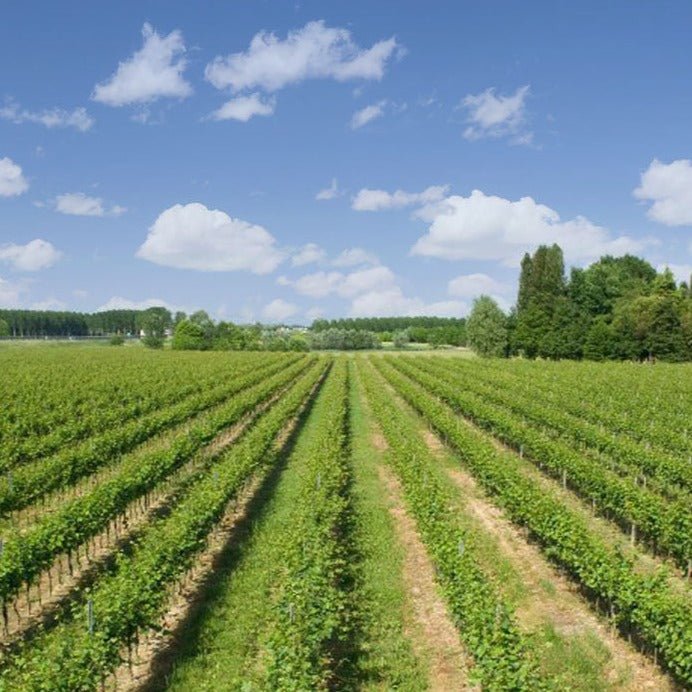 Exploring Italy Beyond Tuscany: Piedmont, Veneto and Sicily - Friarwood Wines & Spirits
