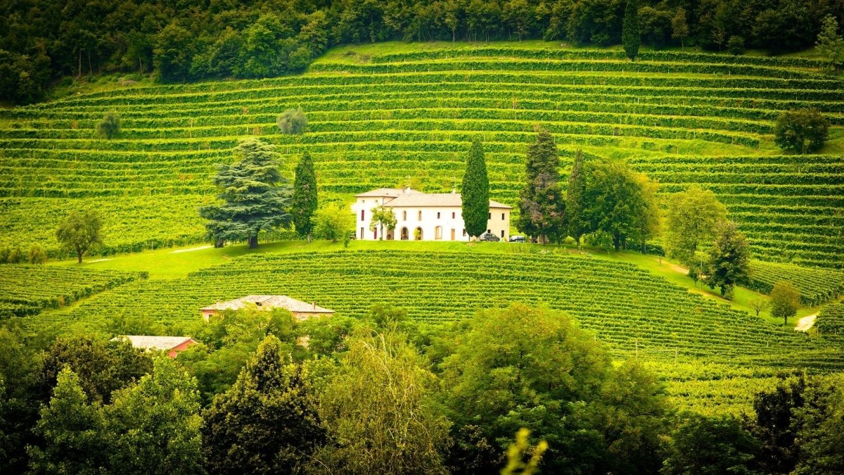 Friarwood Fine Wines: Exclusivity and Affordability - Friarwood Wines & Spirits