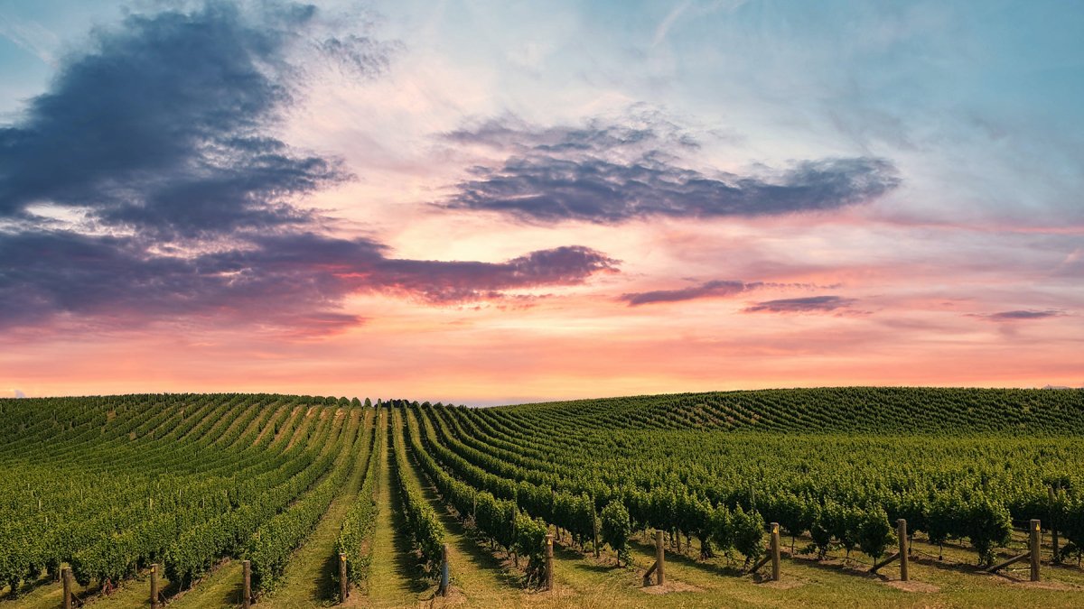 Natural and Organic Wines: What Makes Them Unique and Why You Should Try Them - Friarwood Wines & Spirits