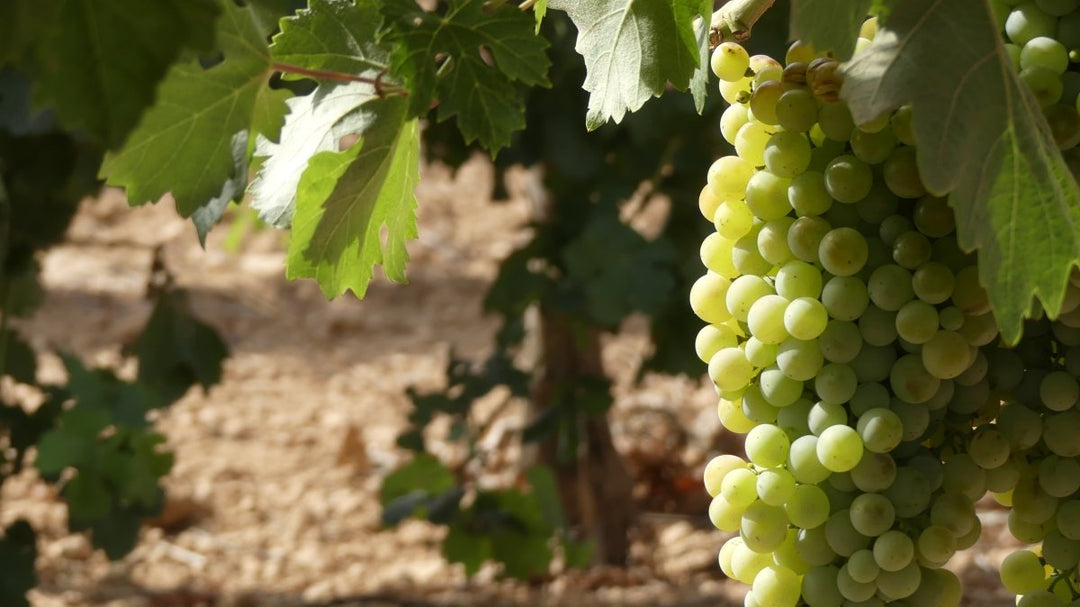 Organic Wine Myth Busts - Friarwood Wines & Spirits