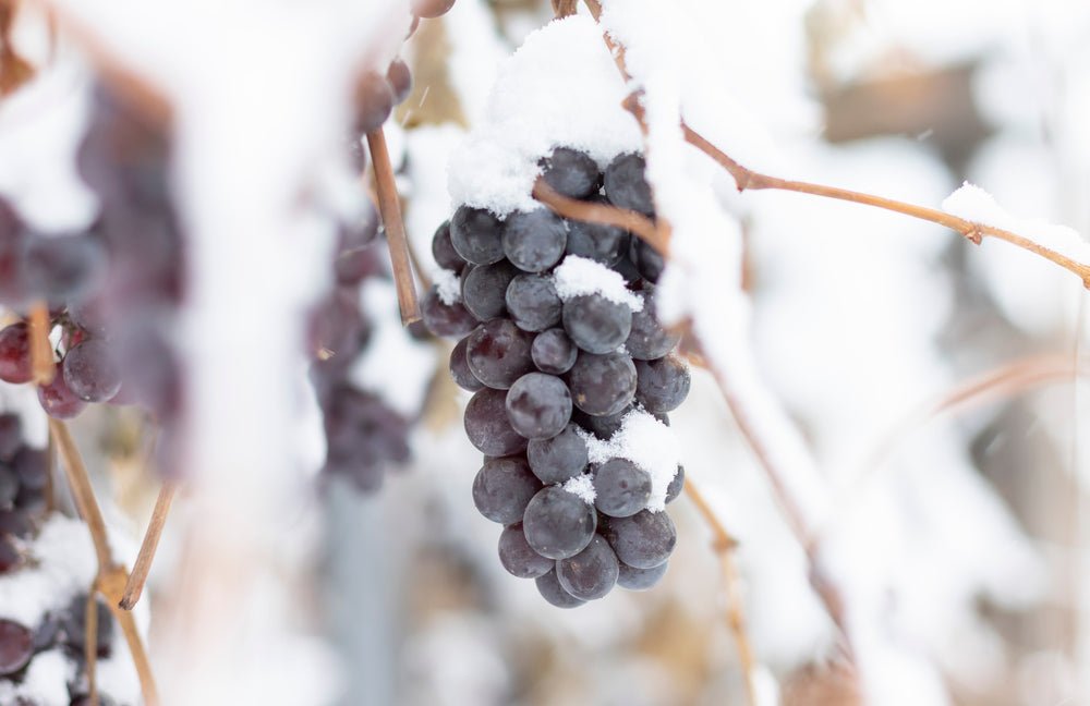 Top 5 Wines to Drink this February - Friarwood Wines & Spirits