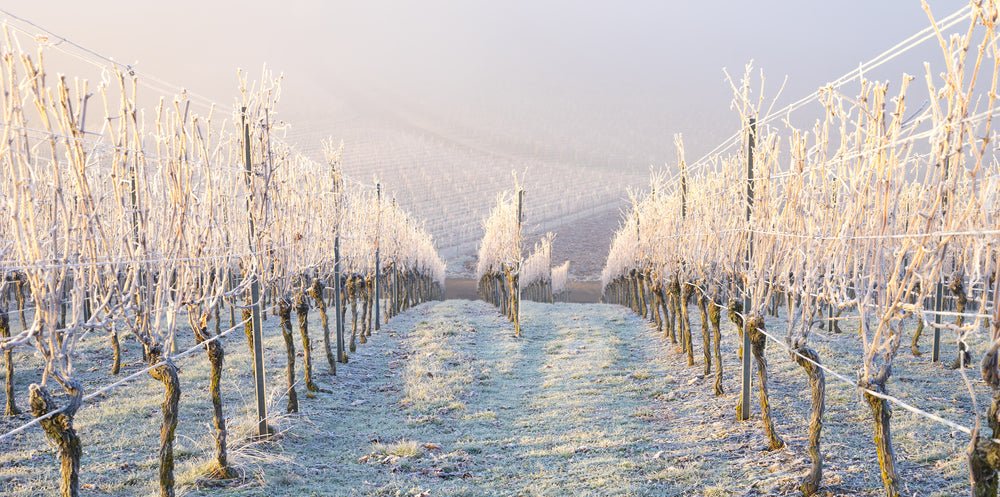 Top 5 Wines to Drink this January - Friarwood Wines & Spirits