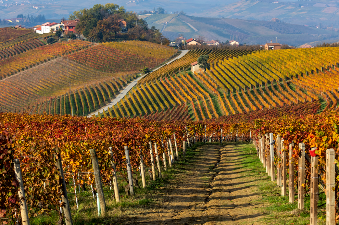 Top 5 Wines to Drink this October - Friarwood Wines & Spirits