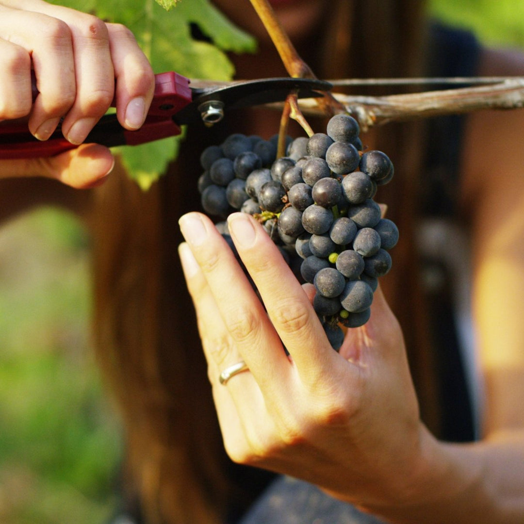 Fruity and Easy Red Wines - Friarwood Wines & Spirits