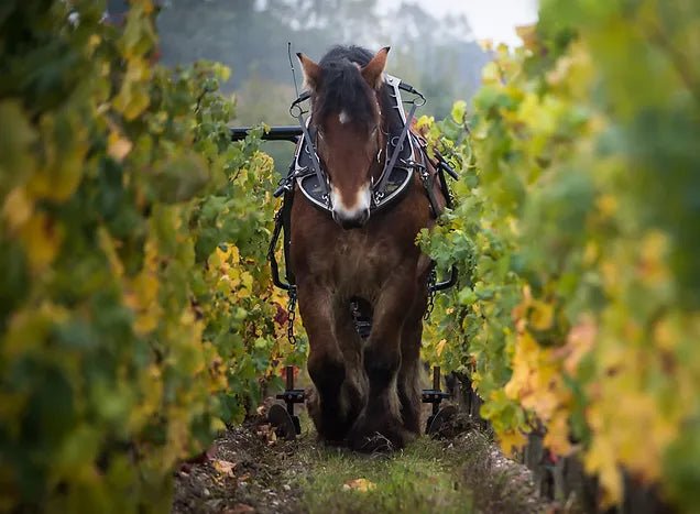 2001 Chateau Pape Clement - Friarwood Wines & Spirits
