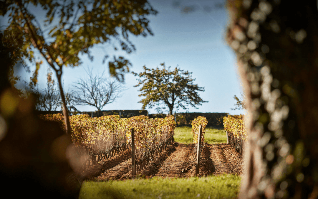 2010 Chateau Suduiraut - Friarwood Wines & Spirits