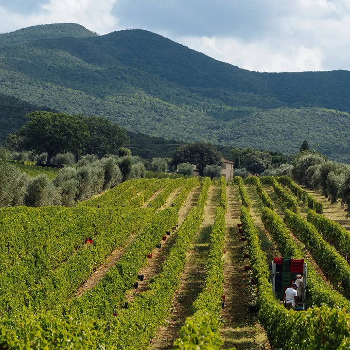 2011 Tenuta dell'Ornellaia, Bolgheri Superiore - Friarwood Wines & Spirits