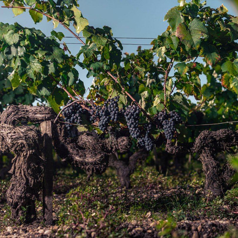 2012 Chateau Talbot, Magnum - Friarwood Wines & Spirits