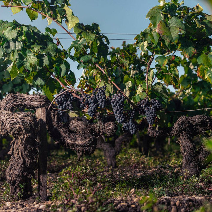 2012 Chateau Talbot, Magnum - Friarwood Wines & Spirits