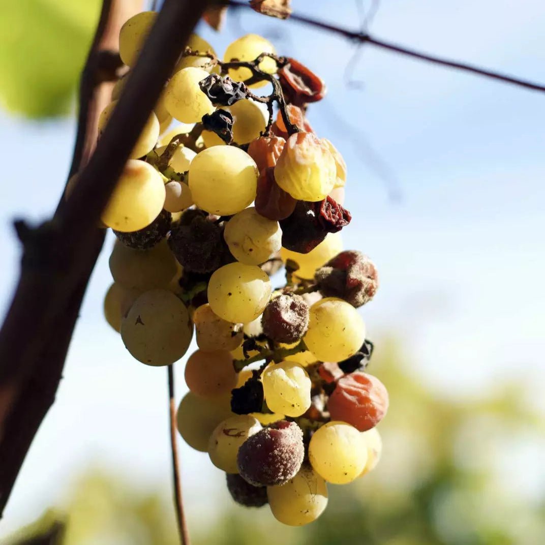 2014 Chateau Coutet (Barsac) - Friarwood Wines & Spirits