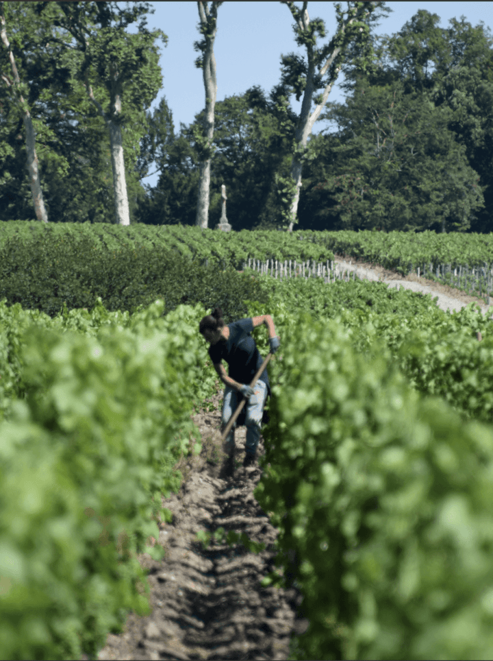 2016 Chateau Leoville - Poyferre, Magnum - Friarwood Wines & Spirits
