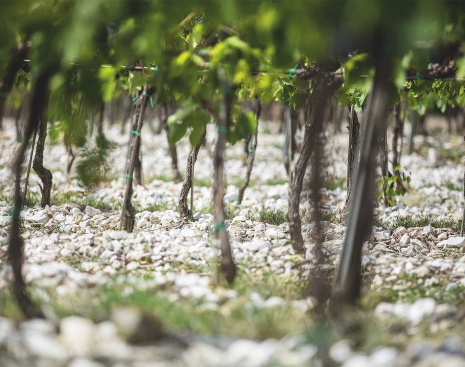 2019 Antinori, Tignanello - Friarwood Wines & Spirits