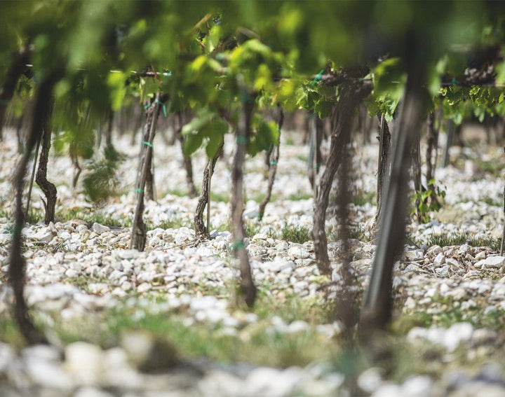 2019 Antinori, Tignanello - Friarwood Wines & Spirits