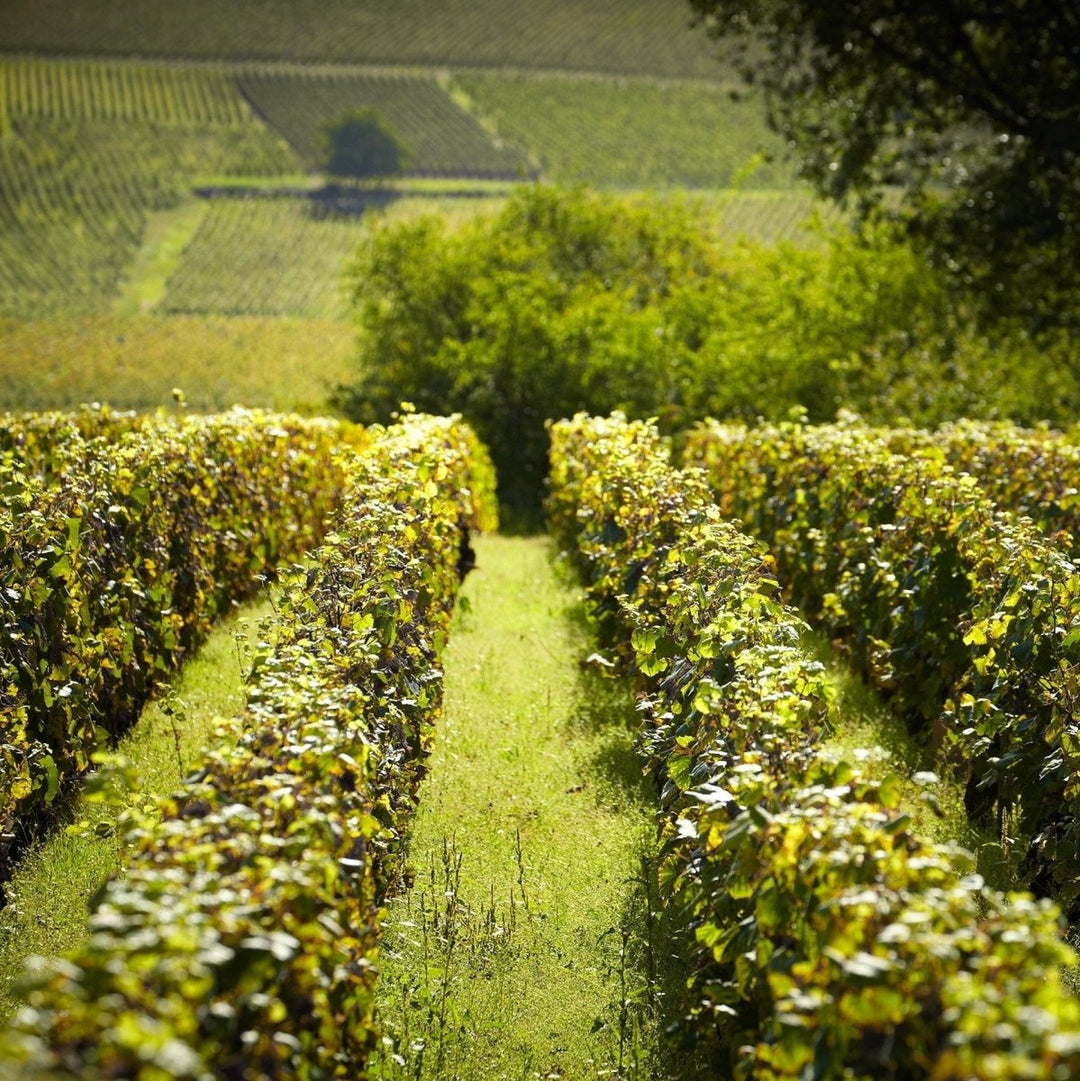 2020 75CL Nudant, Ladoix Buis 1er Cru - Friarwood Wines & Spirits