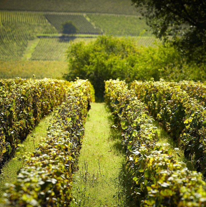 2020 75CL Nudant, Ladoix Buis 1er Cru - Friarwood Wines & Spirits
