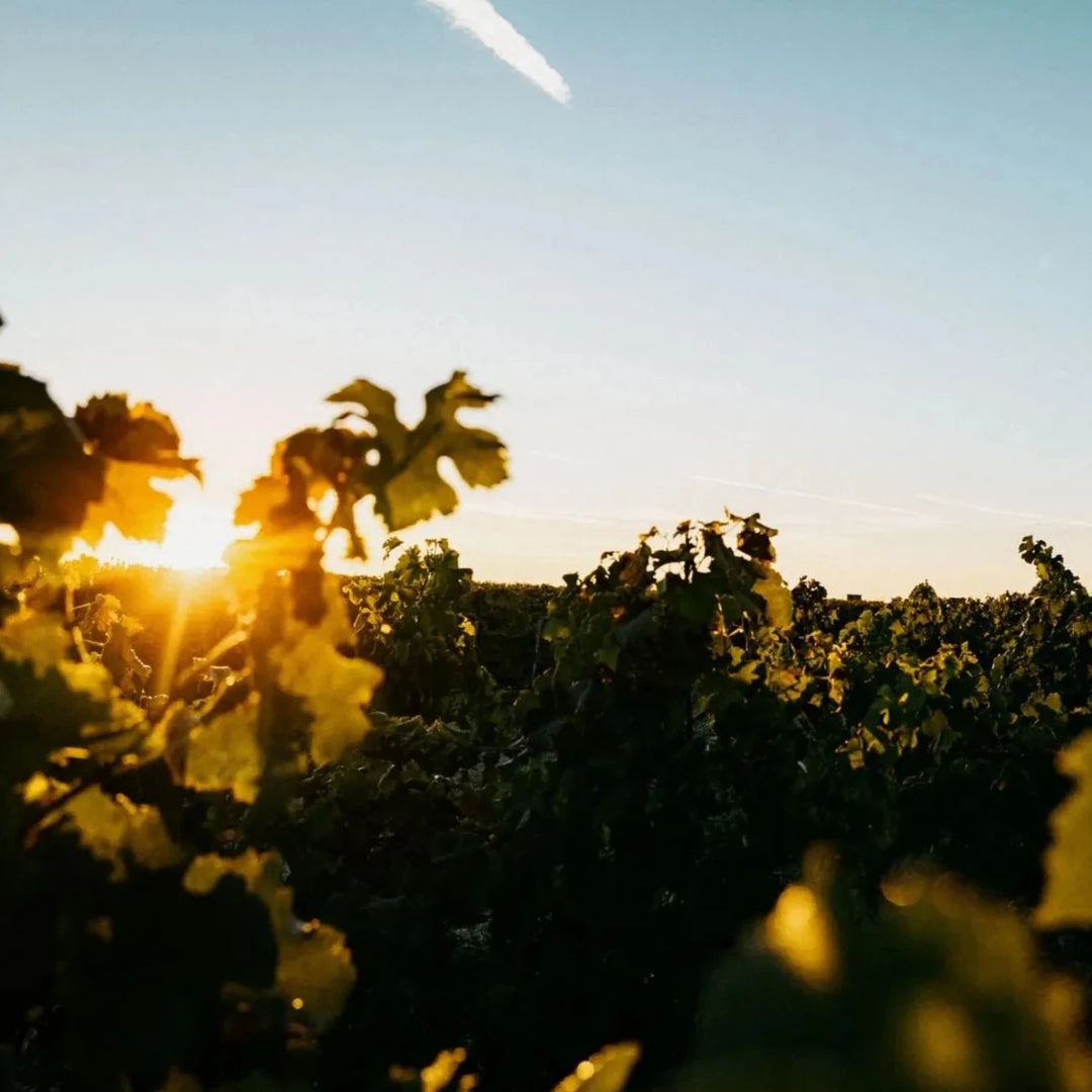 2020 Brane Cantenac, Baron Brane - Friarwood Wines & Spirits