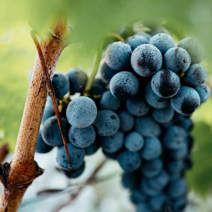2020 Brane Cantenac, Baron Brane - Friarwood Wines & Spirits