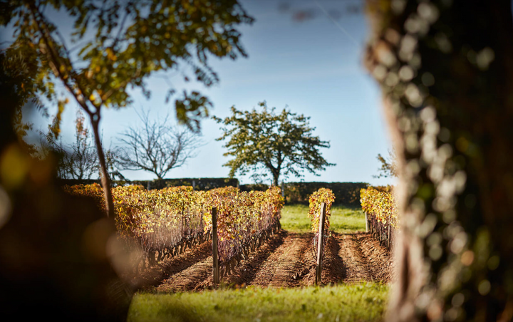 Vineyard with rows of grapevines under a clear blue sky