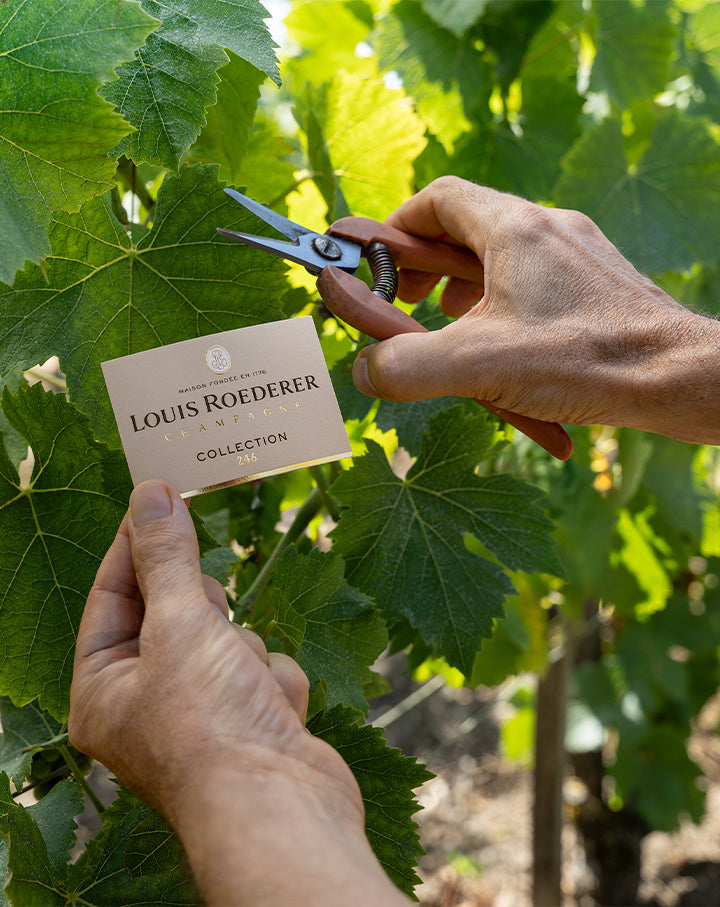 Louis Roederer Collection 246 Brut Champagne