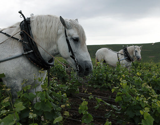 Horses in a field plowing and picking grapes for Louis Roederer Vineyard