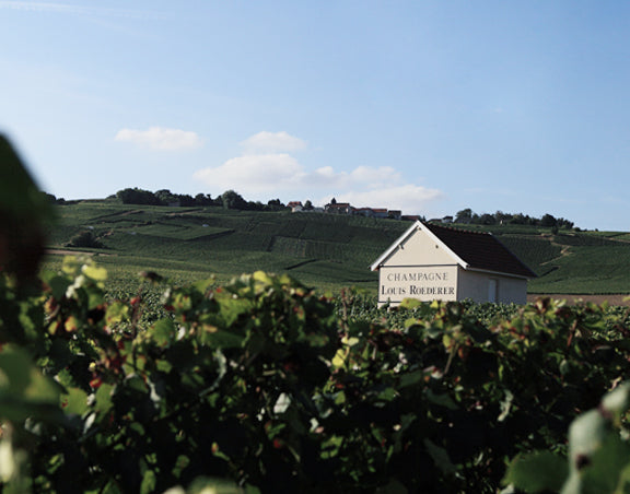 Louis Roederer Champagne Vineyard with House in background