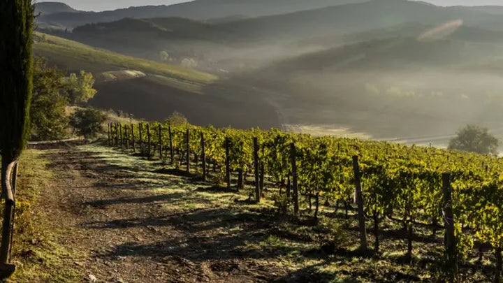 Vineyard with rows of grapevines stretching into the distance on a hilly landscape.