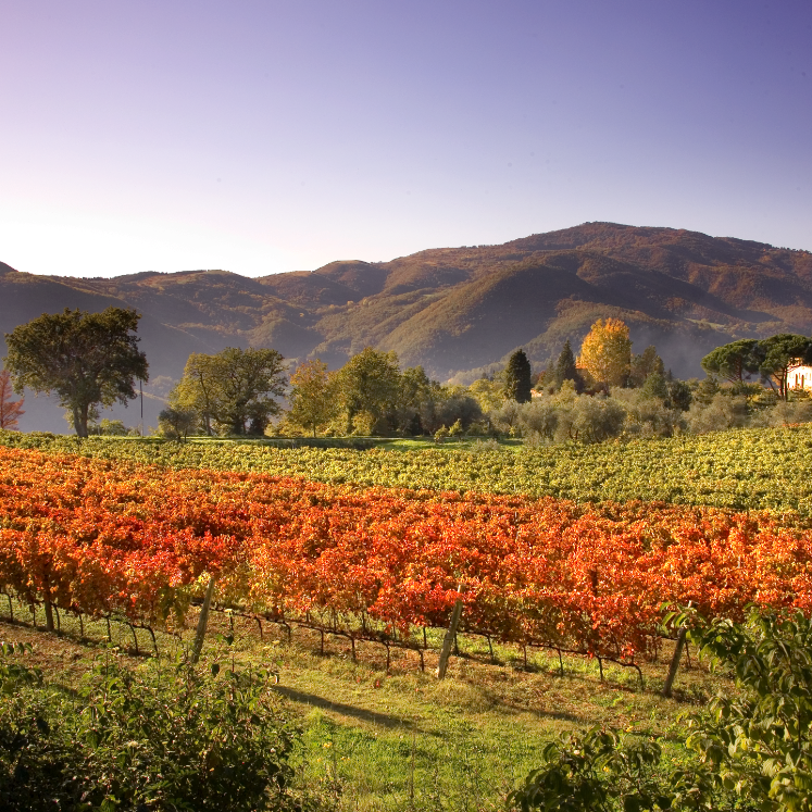 Agriturismo Colognole, Chianti Rufina Riserva del Don, 2016 - Friarwood Wines & Spirits