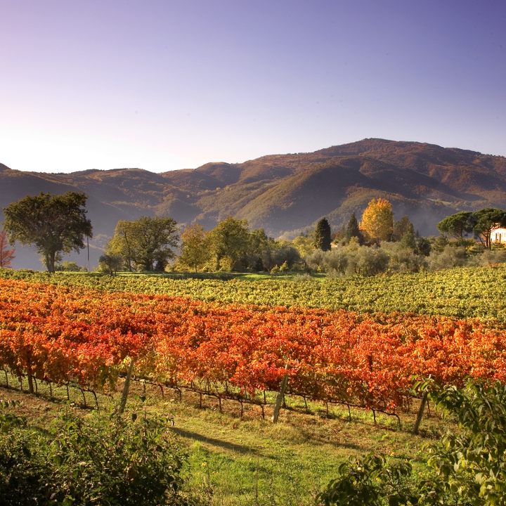 Agriturismo Colognole, Chianti Rufina Riserva del Don, 2016 - Friarwood Wines & Spirits