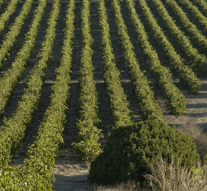 Baglio Baiata Alagna, Grillo Griari, 2022 - Friarwood Wines & Spirits