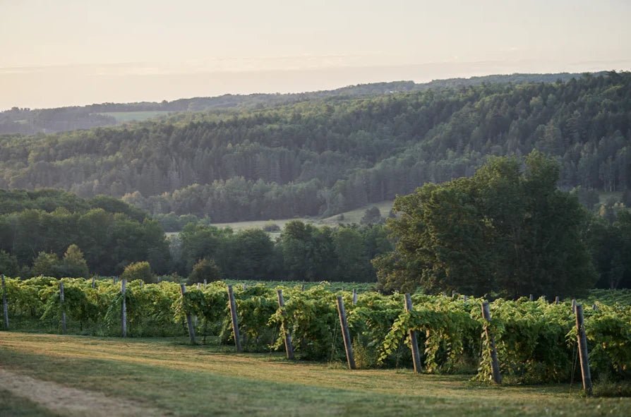 Benjamin Bridge, Brut, 2013, Traditional Method, Canadian Sparkling - Friarwood Wines & Spirits