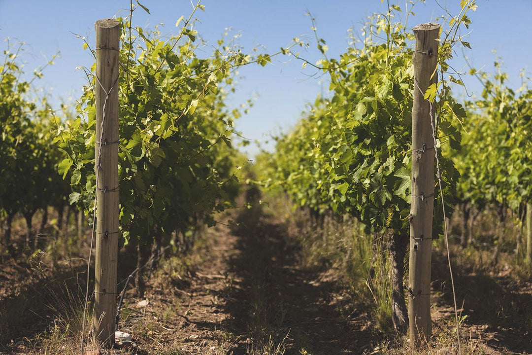 Bodega Monteviejo, Festivo Malbec, 2022 - Friarwood Wines & Spirits