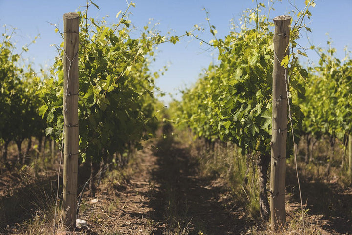 Bodega Monteviejo, Festivo Malbec, 2022 - Friarwood Wines & Spirits