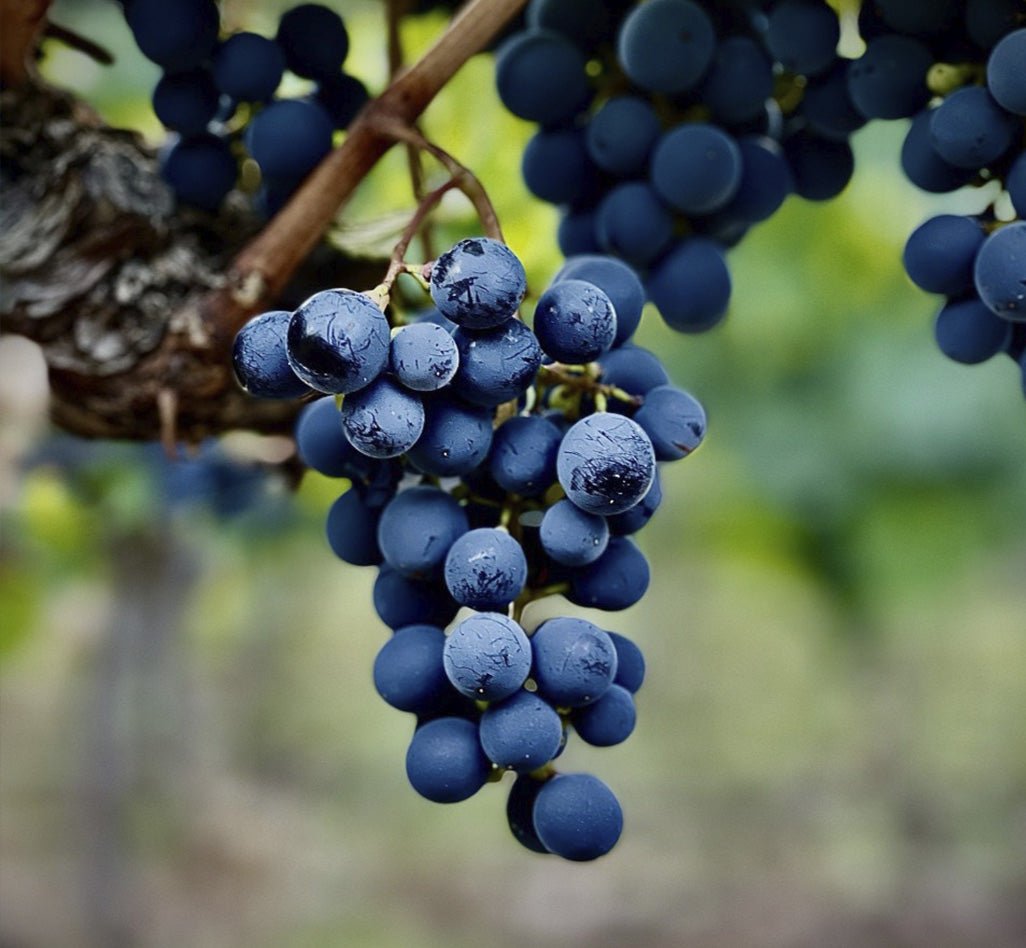 Bodega Monteviejo, Festivo Malbec, 2022 - Friarwood Wines & Spirits