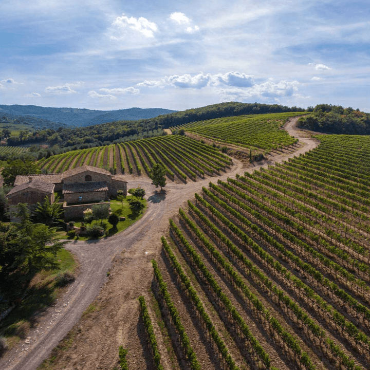 Capanna, SanGioBi, Tuscan White Wine 2024 - Friarwood Wines & Spirits