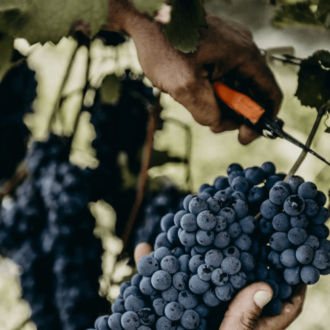 Cascina Ebreo, Segreto Barbera, 2017 - Friarwood Wines & Spirits