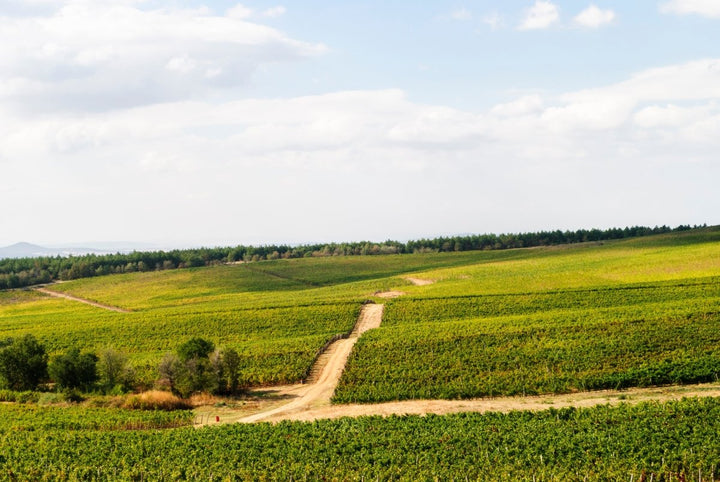 Castra Rubra Dominant White, 2019 - Friarwood Wines & Spirits