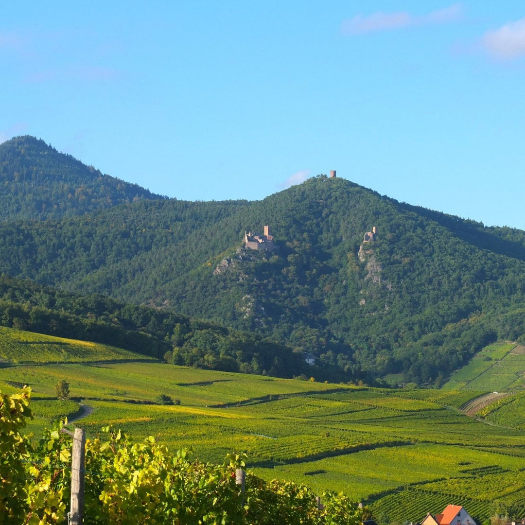 Cave de Ribeauville, Pinot Blanc Collection Vendanges Manuelles, 2024 - Friarwood Wines & Spirits