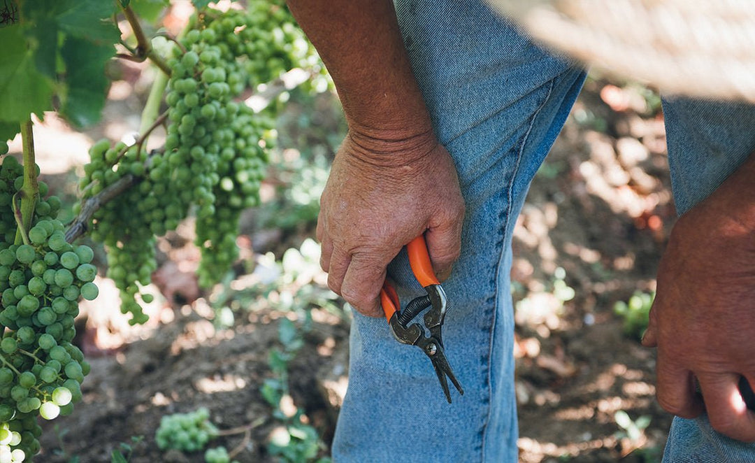 Chateau Berliquet, 2014 - Friarwood Wines & Spirits