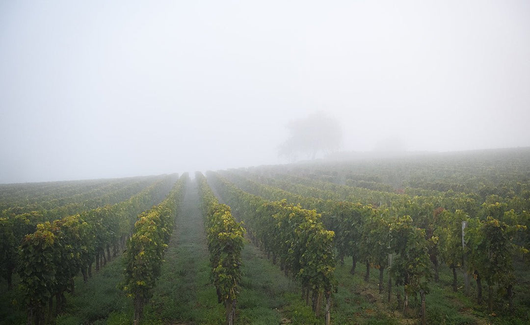 Chateau Berliquet, 2014 - Friarwood Wines & Spirits