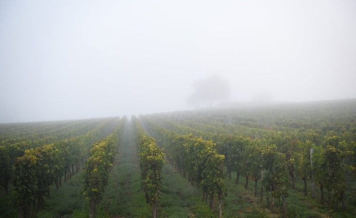 Chateau Berliquet, 2014 - Friarwood Wines & Spirits