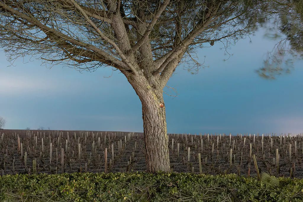 Chateau Calon Segur, Marquis de Calon, 2016 - Friarwood Wines & Spirits