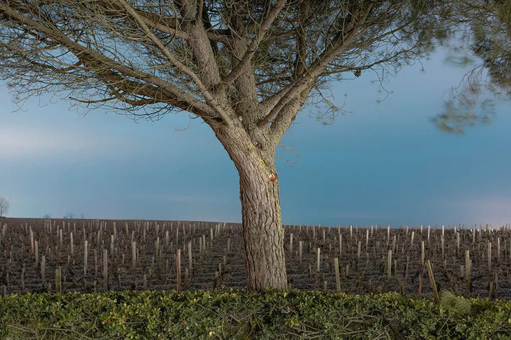 Chateau Calon Segur, Marquis de Calon, 2016 - Friarwood Wines & Spirits